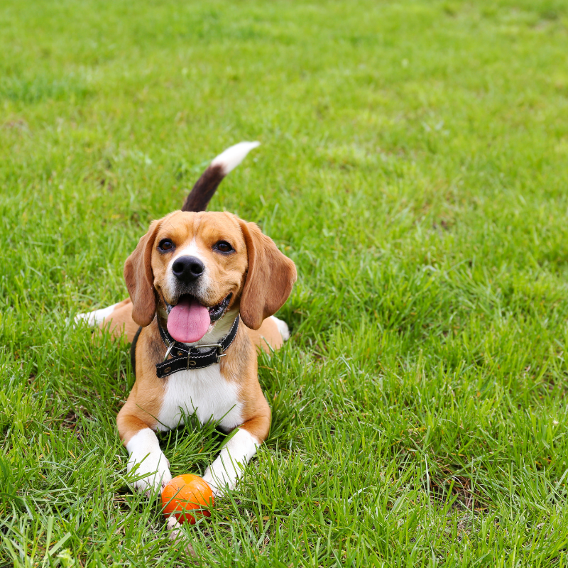 A beagle with a ball at the park