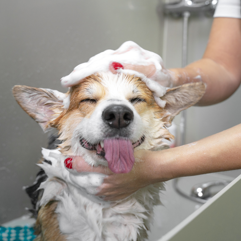 Corgi getting a bath