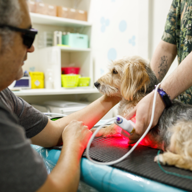 Dog receiving laser therapy at the vet