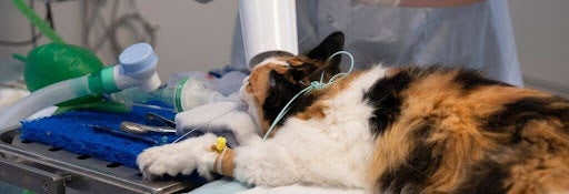 Cat getting a dental cleaning at the vet