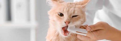 Cat getting teeth brushed