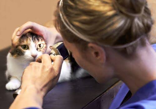 Cat getting eye exam