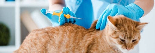 Cat receiving a microchip injection