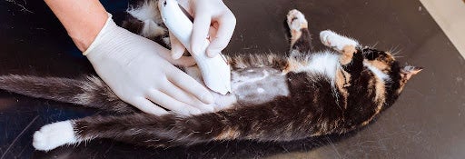 Cat being prepared for a spay or neuter surgery at the vet