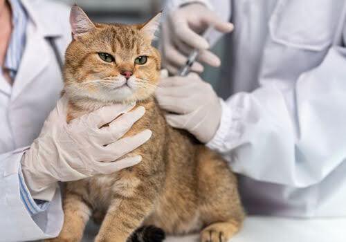 Cat getting examined at the vet