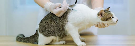 Cat getting vaccines at the vet