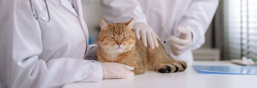 Cat getting examined at the vet