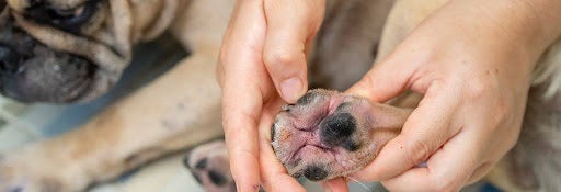 Person rubbing dog's paw