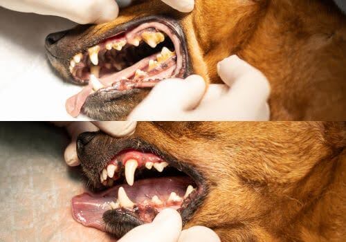 Dog before and after dental photos