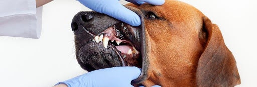 Dog getting dental exam at the vet