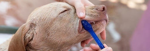 Dog getting teeth brushed