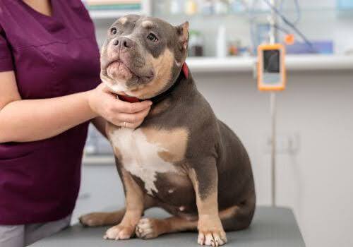 Dog getting examined at the vet