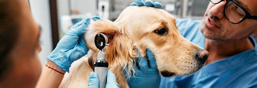Dog getting ear exam at the vet