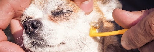 Dog getting checked for fleas