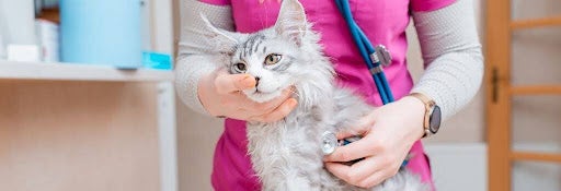 Cat being examined at the vet