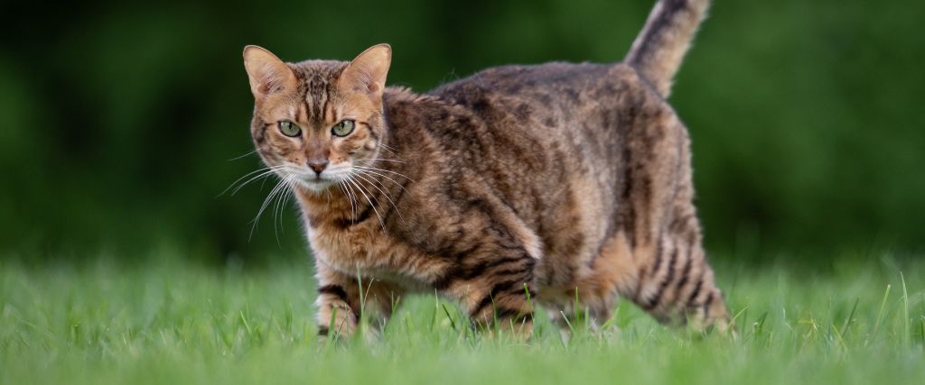 The Ins and Outs of Identifying & Treating Cat Bug Bites and Insect Stings