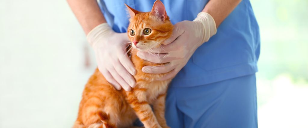 Cat Thyroid Issues: Understanding Hyperthyroidism and Hypothyroidism