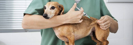 Dog getting vaccine at the vet