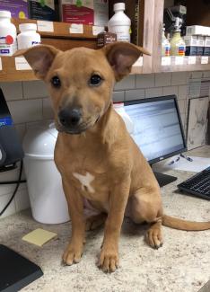 Puppy on Counter