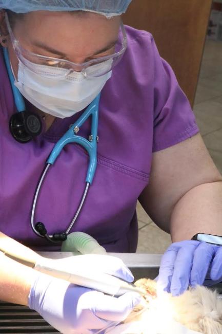MJ K9 Dental